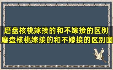 磨盘核桃嫁接的和不嫁接的区别 磨盘核桃嫁接的和不嫁接的区别图片